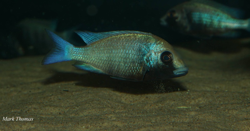 Placidochromis sp. 'phenochilus gissel'